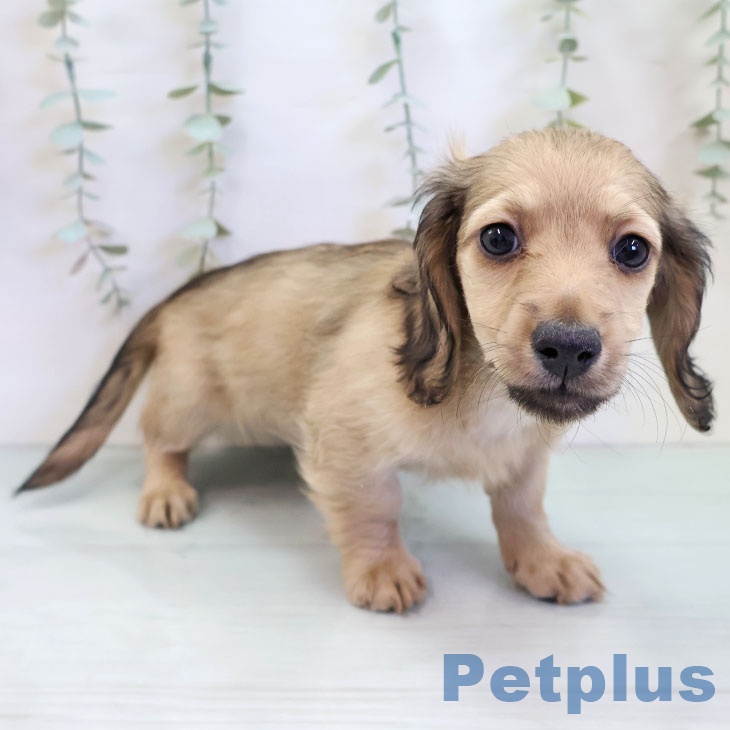 長崎県のミニチュアダックスフンド(ロング) (ペットプラス 長崎店/2025年11月22日生まれ/男の子/シェーデットイエロー)の子犬の2枚目の画像