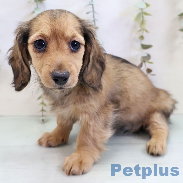 福岡県のミニチュアダックスフンド(ロング) (ペットプラス ららぽーと福岡店/2025年11月22日生まれ/女の子/シェーデットイエロー)の子犬の1枚目の画像