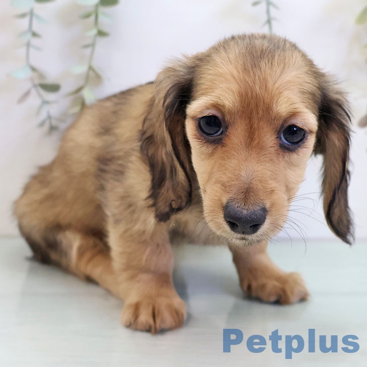 福岡県のミニチュアダックスフンド(ロング) (ペットプラス ららぽーと福岡店/2025年11月22日生まれ/女の子/シェーデットイエロー)の子犬の2枚目の画像