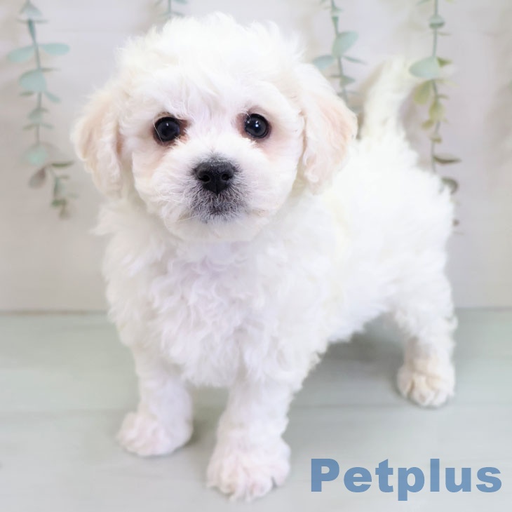 福岡県のビションフリーゼ (ペットプラス 福岡伊都店/2025年11月25日生まれ/男の子/ホワイト)の子犬の1枚目の画像