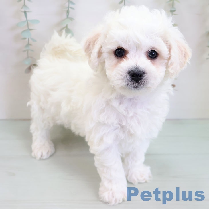 福岡県のビションフリーゼ (ペットプラス 福岡伊都店/2025年11月25日生まれ/男の子/ホワイト)の子犬の2枚目の画像