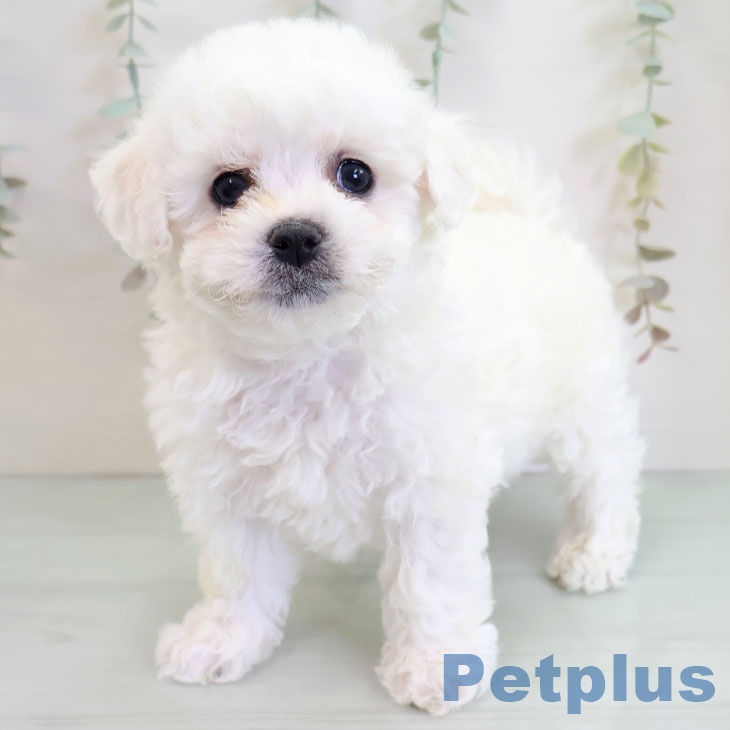 福岡県のビションフリーゼ (ペットプラス ららぽーと福岡店/2025年11月25日生まれ/男の子/ホワイト)の子犬の1枚目の画像