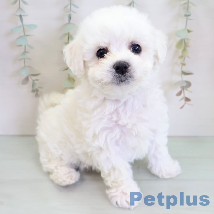 福岡県のビションフリーゼ (ペットプラス ららぽーと福岡店/2025年11月25日生まれ/男の子/ホワイト)の子犬の2枚目の画像