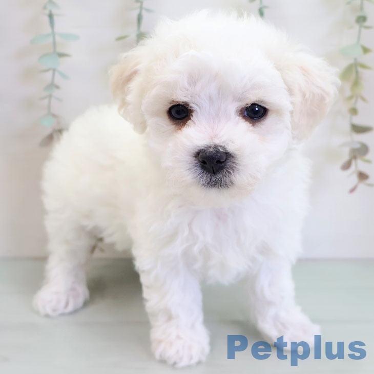 熊本県のビションフリーゼ (ペットプラス 熊本店/2025年11月25日生まれ/女の子/ホワイト)の子犬の1枚目の画像