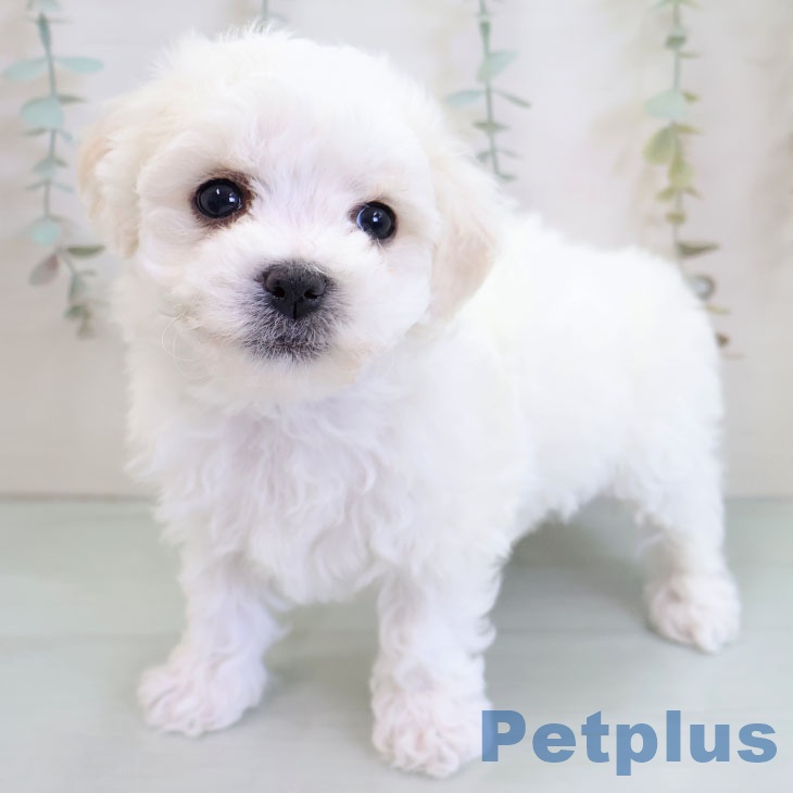 熊本県のビションフリーゼ (ペットプラス 熊本店/2025年11月25日生まれ/女の子/ホワイト)の子犬の2枚目の画像