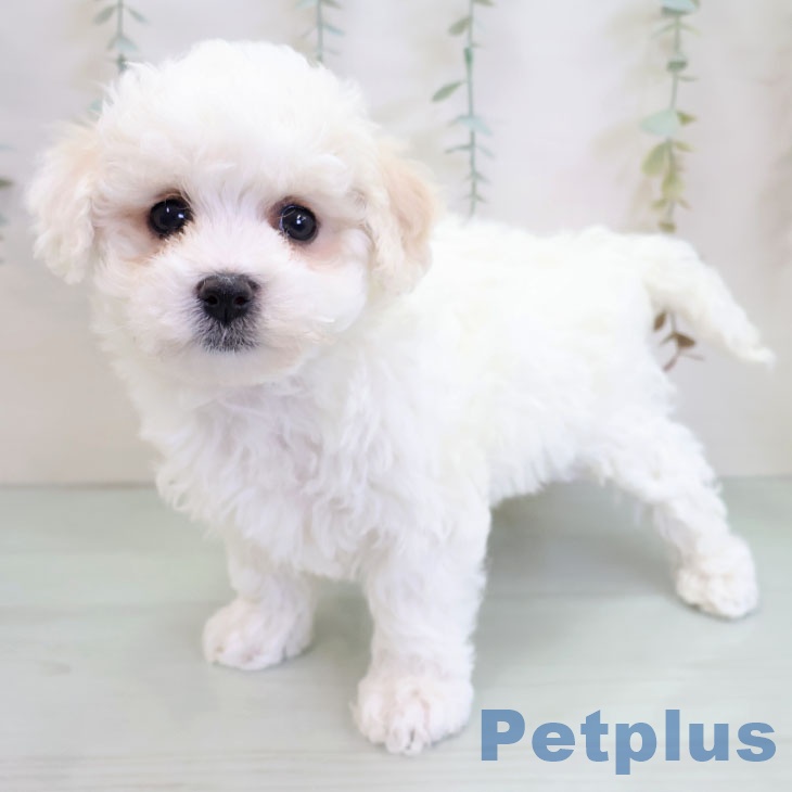 福岡県のビションフリーゼ (ペットプラス 八幡東店/2025年11月25日生まれ/女の子/ホワイト)の子犬の1枚目の画像