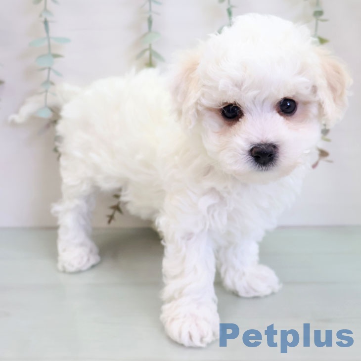 福岡県のビションフリーゼ (ペットプラス 八幡東店/2025年11月25日生まれ/女の子/ホワイト)の子犬の2枚目の画像