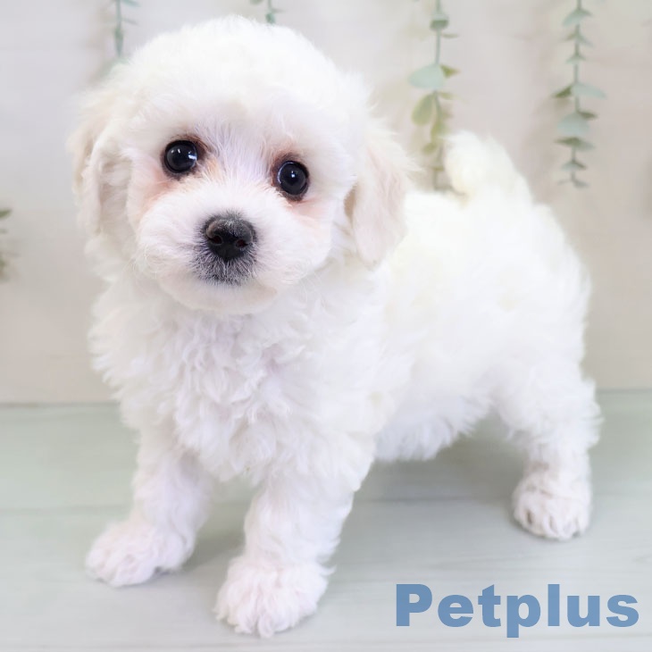 福岡県のビションフリーゼ (ペットプラス 福岡店/2025年11月25日生まれ/女の子/ホワイト)の子犬の1枚目の画像