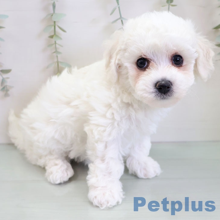 福岡県のビションフリーゼ (ペットプラス 福岡店/2025年11月25日生まれ/女の子/ホワイト)の子犬の2枚目の画像