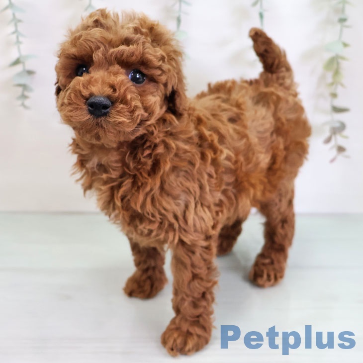 福岡県のトイプードル(トイ) (ペットプラス 黒崎店/2025年11月26日生まれ/男の子/レッド)の子犬の2枚目の画像