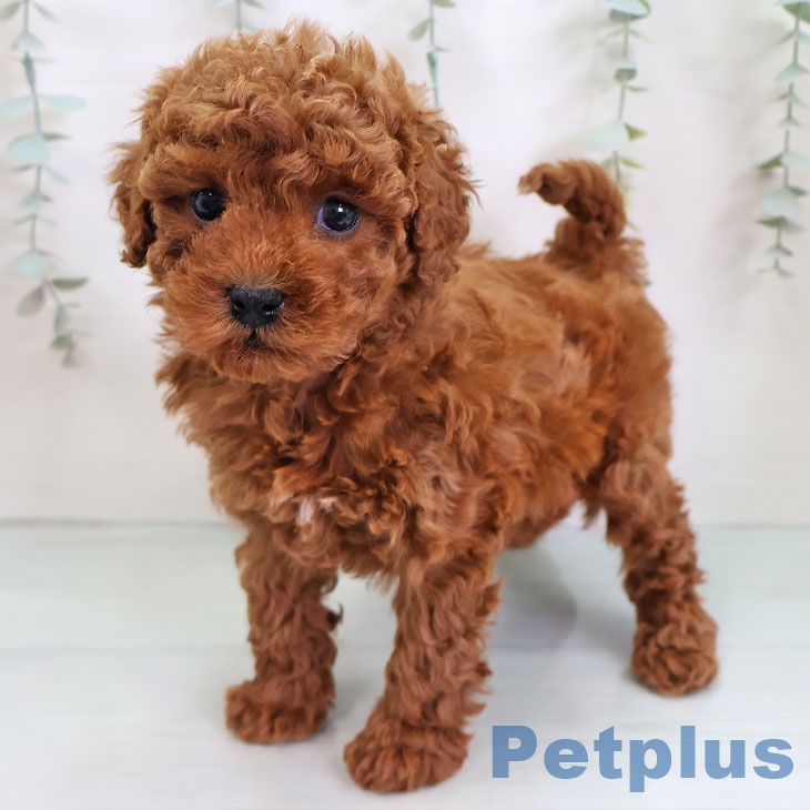 福岡県のトイプードル(トイ) (ペットプラス 小倉南店/2025年11月26日生まれ/女の子/レッド)の子犬の1枚目の画像