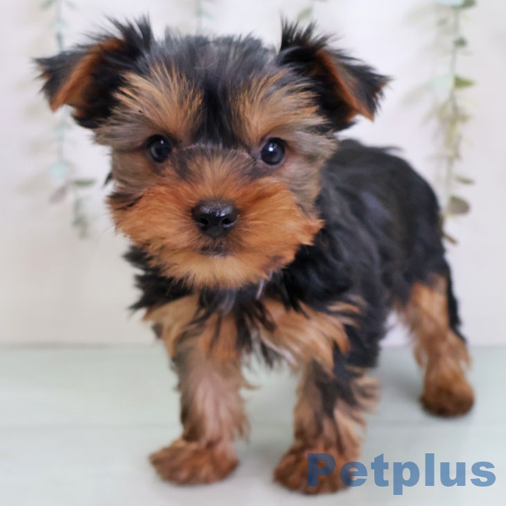 埼玉県のヨークシャーテリア (ペットプラス イオンモール春日部店/2025年11月22日生まれ/男の子/スチールブルータン)の子犬の1枚目の画像