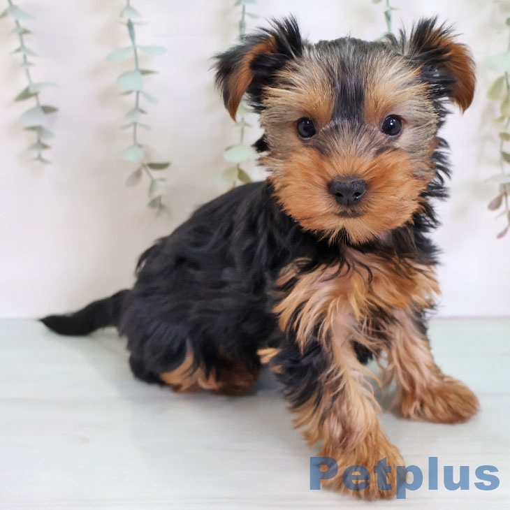 福岡県のヨークシャーテリア (ペットプラス 八幡東店/2025年11月22日生まれ/女の子/スチールブルータン)の子犬の1枚目の画像