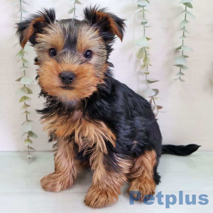 福岡県のヨークシャーテリア (ペットプラス 八幡東店/2025年11月22日生まれ/女の子/スチールブルータン)の子犬の2枚目の画像