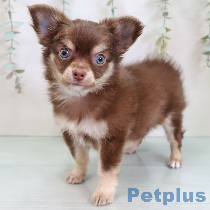 福岡県のチワワ(ロング) (ペットプラス 八幡東店/2025年11月25日生まれ/男の子/チョコレートタン)の子犬の1枚目の画像