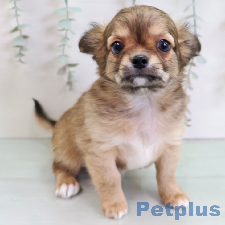 埼玉県のチワワ(ロング) (ペットプラス クレアモール川越店/2025年11月22日生まれ/男の子/レッド)の子犬の1枚目の画像