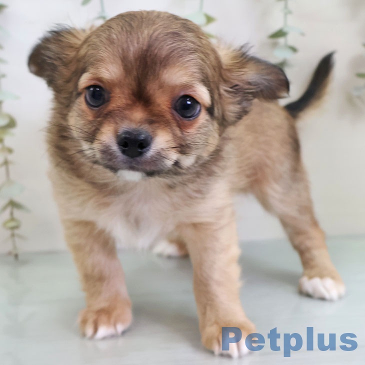 埼玉県のチワワ(ロング) (ペットプラス クレアモール川越店/2025年11月22日生まれ/男の子/レッド)の子犬の2枚目の画像