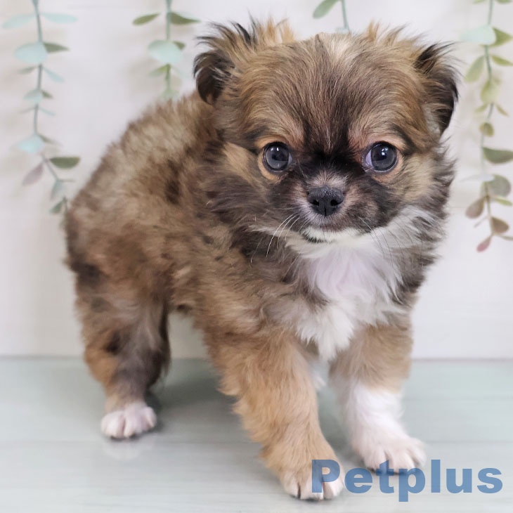 千葉県のチワワ(ロング) (ペットプラス 幕張新都心店/2025年11月26日生まれ/男の子/フォーンホワイト)の子犬の1枚目の画像