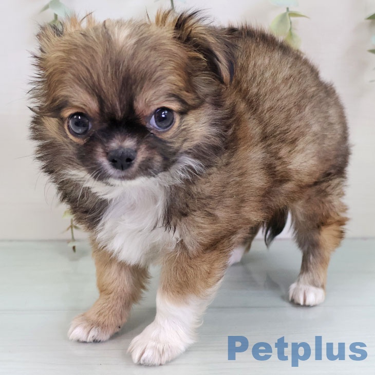 千葉県のチワワ(ロング) (ペットプラス 幕張新都心店/2025年11月26日生まれ/男の子/フォーンホワイト)の子犬の2枚目の画像