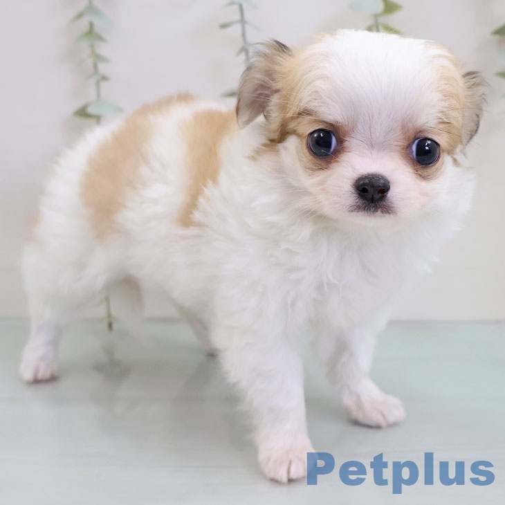 東京都のチワワ(ロング) (ペットプラス アクアシティお台場店/2025年11月26日生まれ/女の子/ホワイトレッド)の子犬の1枚目の画像