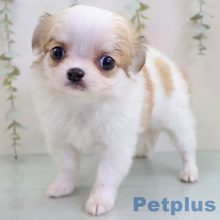 東京都のチワワ(ロング) (ペットプラス アクアシティお台場店/2025年11月26日生まれ/女の子/ホワイトレッド)の子犬の2枚目の画像