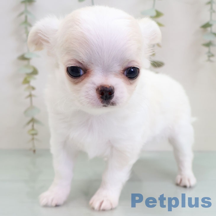 福岡県のチワワ(ロング) (ペットプラス 八幡東店/2025年11月26日生まれ/男の子/クリーム)の子犬の2枚目の画像