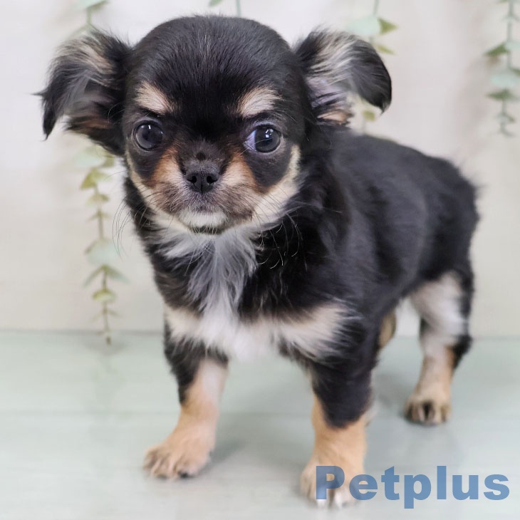 神奈川県のチワワ(ロング) (ペットプラス テラスモール湘南店/2025年11月26日生まれ/女の子/ブラックタン)の子犬の1枚目の画像