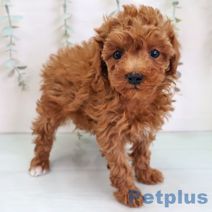 千葉県のトイプードル(トイ) (ペットプラス ユーカリが丘店/2025年11月24日生まれ/女の子/レッド)の子犬の2枚目の画像