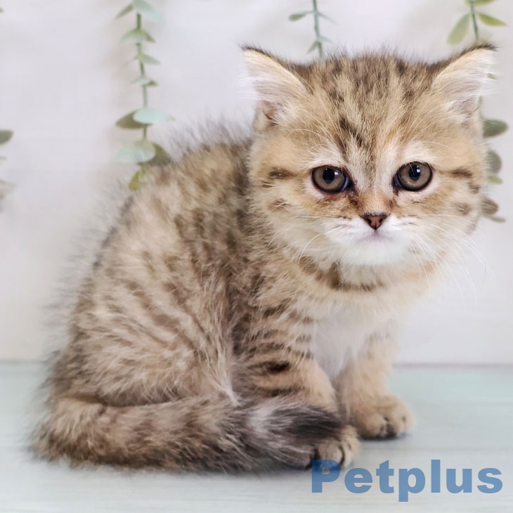 福岡県のペルシャ (ペットプラス 黒崎店/2025年11月21日生まれ/女の子/チンチラゴールデン)の子猫の1枚目の画像