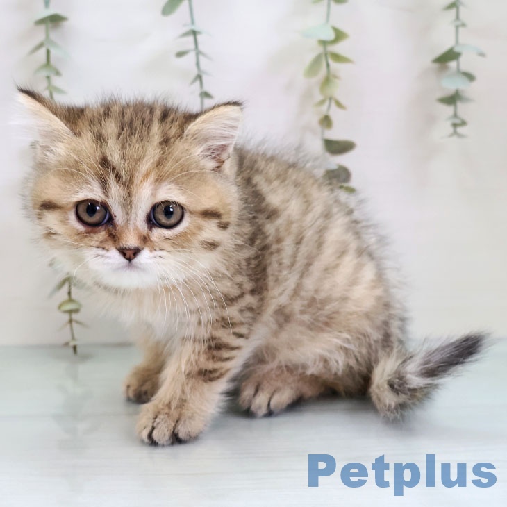 福岡県のペルシャ (ペットプラス 黒崎店/2025年11月21日生まれ/女の子/チンチラゴールデン)の子猫の2枚目の画像