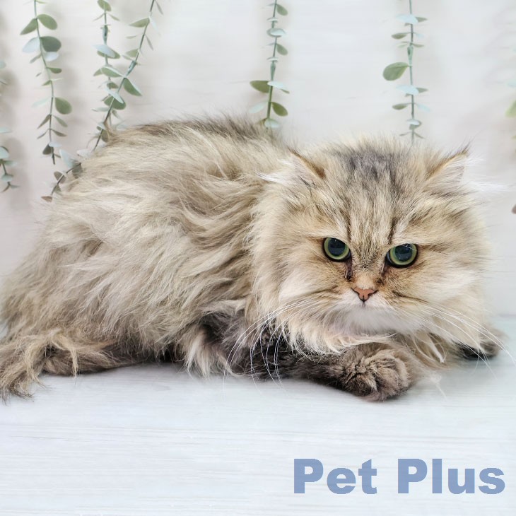 ペルシャの写真2