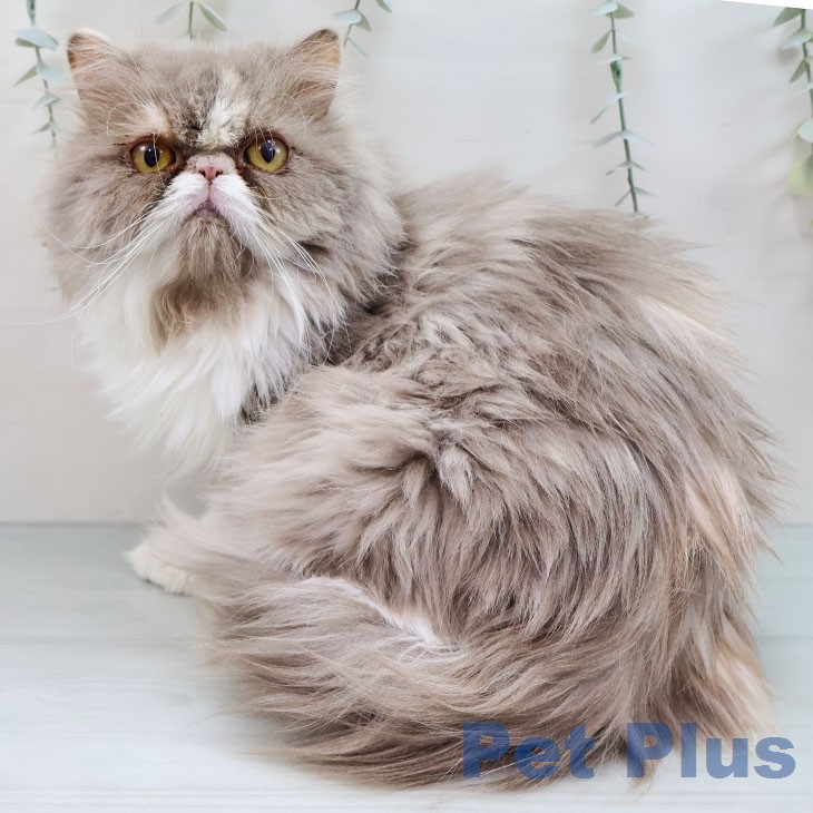 エキゾチック・ロングヘア