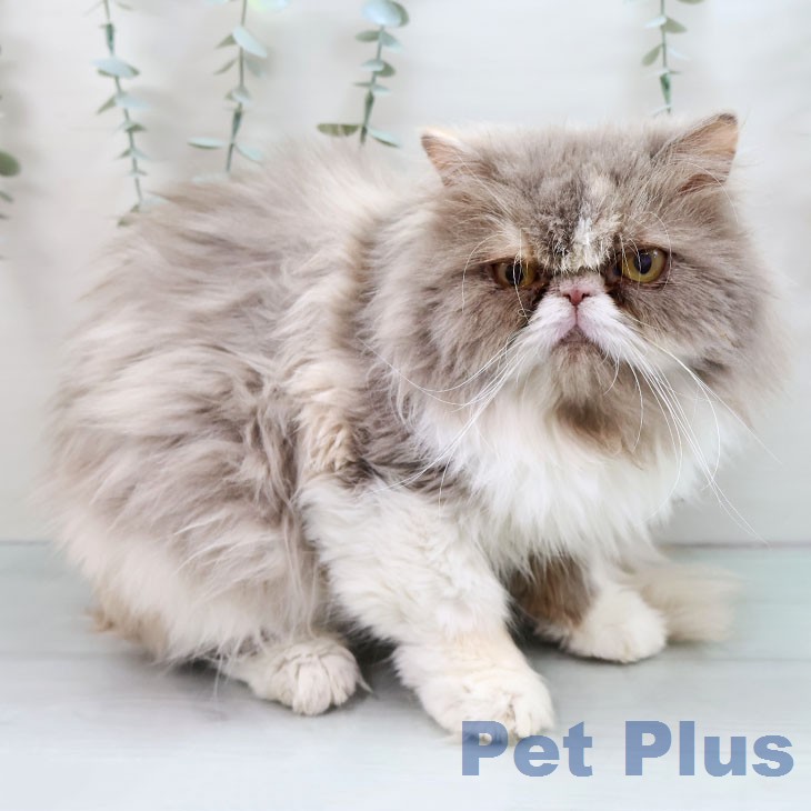 エキゾチック・ロングヘア