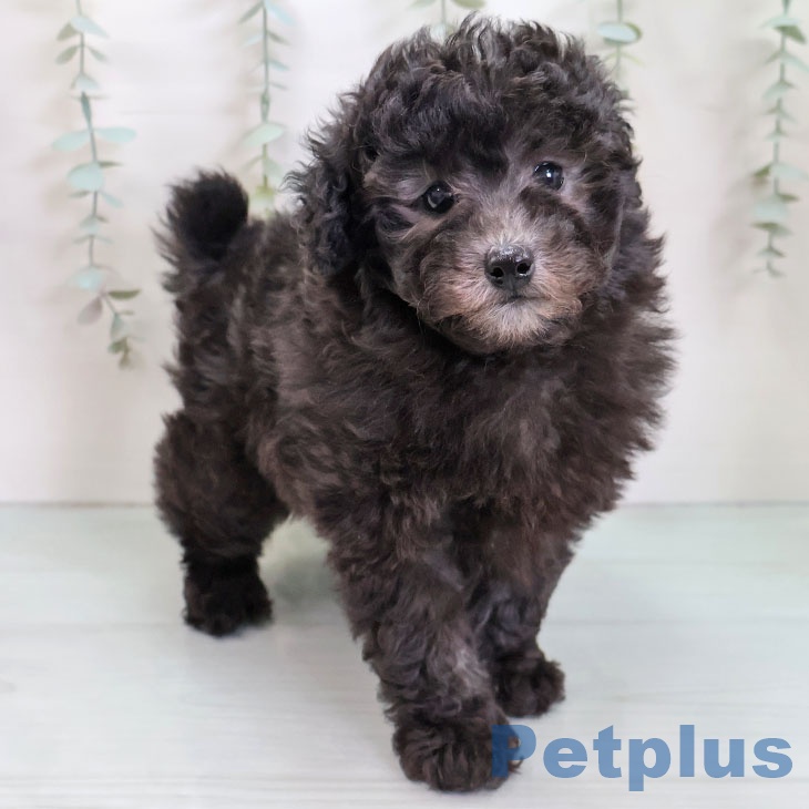 千葉県のトイプードル(トイ) (ペットプラス 成田店/2025年11月27日生まれ/女の子/シルバー)の子犬の1枚目の画像