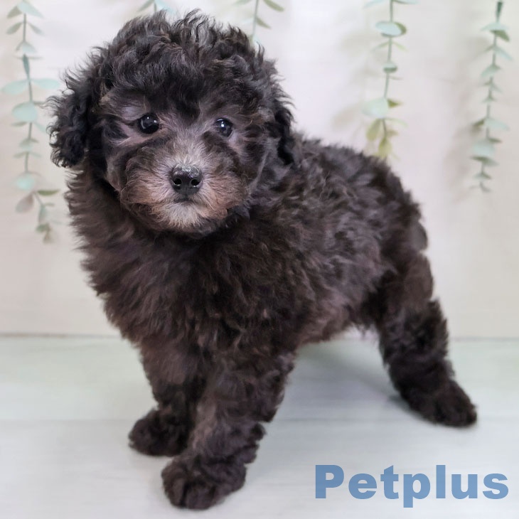 千葉県のトイプードル(トイ) (ペットプラス 成田店/2025年11月27日生まれ/女の子/シルバー)の子犬の2枚目の画像