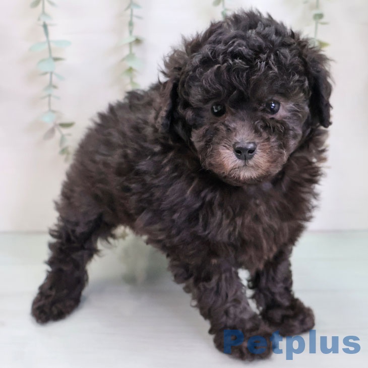 福岡県のトイプードル(トイ) (ペットプラス 八幡東店/2025年11月27日生まれ/女の子/シルバー)の子犬の1枚目の画像