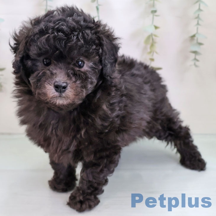 福岡県のトイプードル(トイ) (ペットプラス 八幡東店/2025年11月27日生まれ/女の子/シルバー)の子犬の2枚目の画像