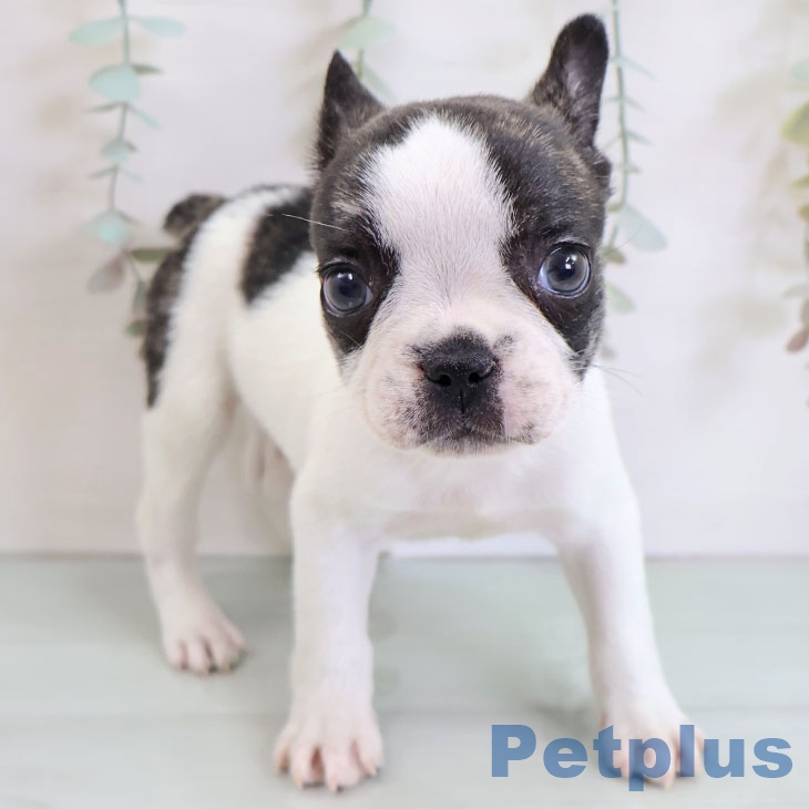 福岡県のフレンチブルドッグ (ペットプラス 香椎浜店/2025年11月24日生まれ/男の子/パイド)の子犬の1枚目の画像