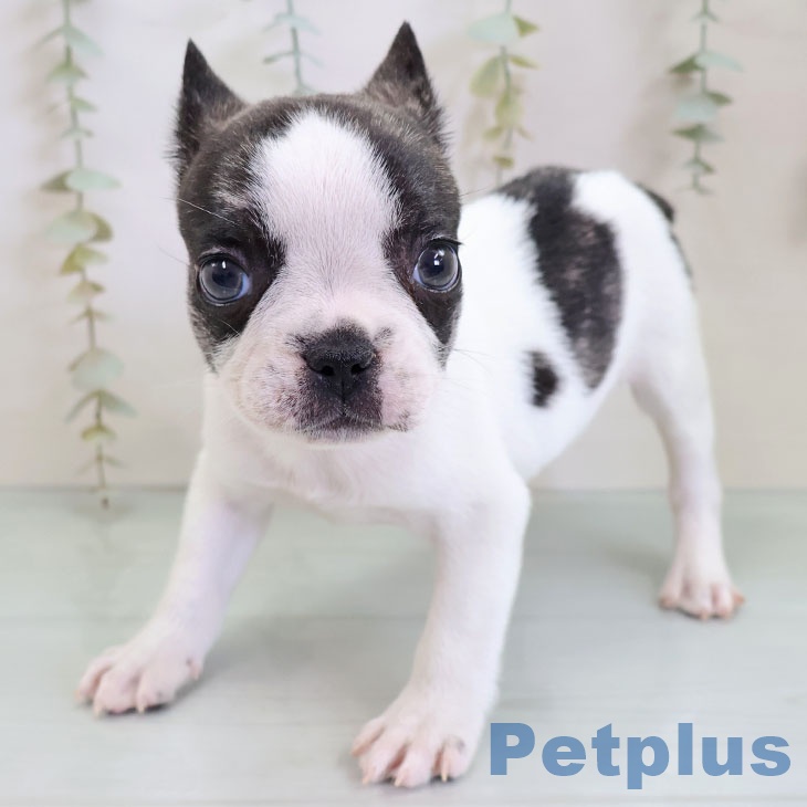 福岡県のフレンチブルドッグ (ペットプラス 香椎浜店/2025年11月24日生まれ/男の子/パイド)の子犬の2枚目の画像