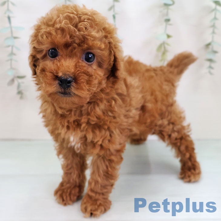 福岡県のトイプードル(トイ) (ペットプラス MARK IS 福岡ももち店/2025年11月23日生まれ/男の子/レッド)の子犬の1枚目の画像