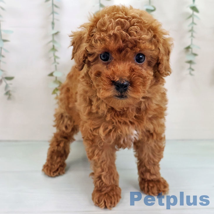 福岡県のトイプードル(トイ) (ペットプラス MARK IS 福岡ももち店/2025年11月23日生まれ/男の子/レッド)の子犬の2枚目の画像