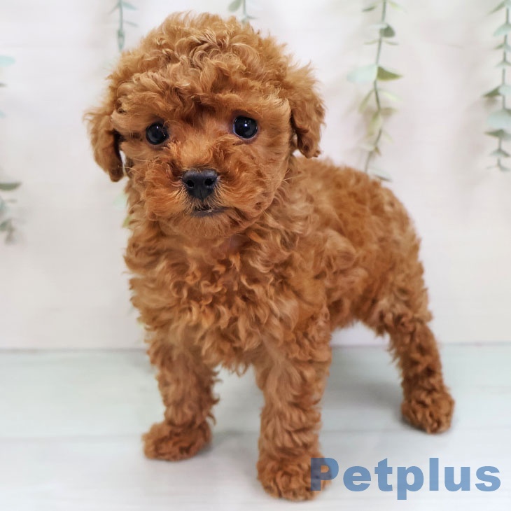 鹿児島県のトイプードル(トイ) (ペットプラス 姶良店/2025年11月23日生まれ/男の子/レッド)の子犬の1枚目の画像