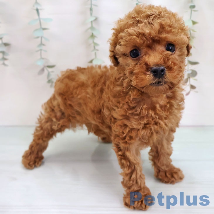 鹿児島県のトイプードル(トイ) (ペットプラス 姶良店/2025年11月23日生まれ/男の子/レッド)の子犬の2枚目の画像