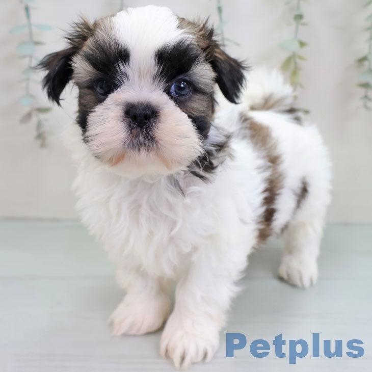 東京都のシーズー (ペッツワン 南砂町SUNAMO店/2025年11月25日生まれ/男の子/ホワイトゴールド)の子犬の1枚目の画像
