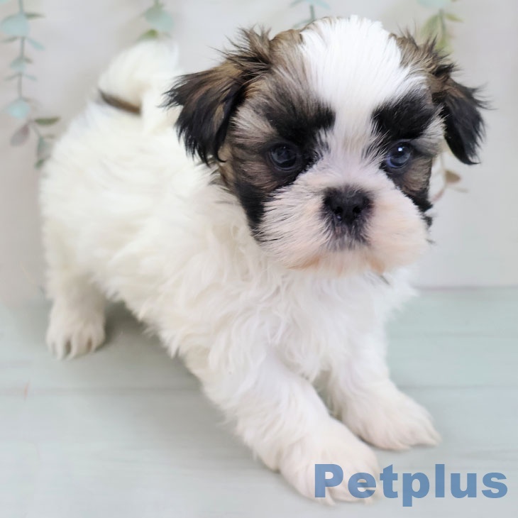東京都のシーズー (ペッツワン 南砂町SUNAMO店/2025年11月25日生まれ/男の子/ホワイトゴールド)の子犬の2枚目の画像