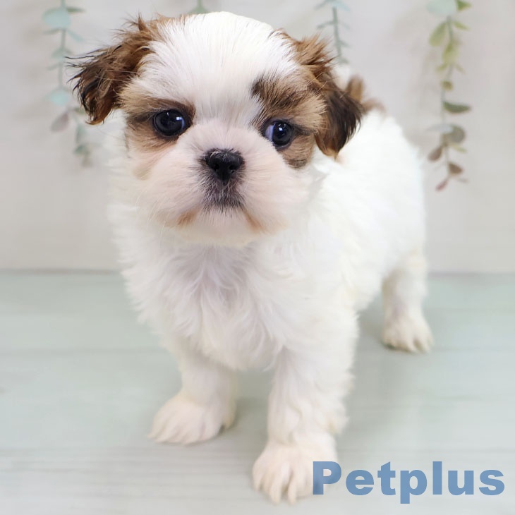 長崎県のシーズー (ペットプラス 長崎店/2025年11月25日生まれ/女の子/ホワイトゴールド)の子犬の1枚目の画像
