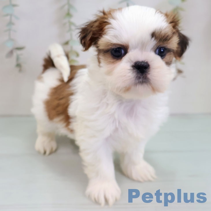 長崎県のシーズー (ペットプラス 長崎店/2025年11月25日生まれ/女の子/ホワイトゴールド)の子犬の2枚目の画像