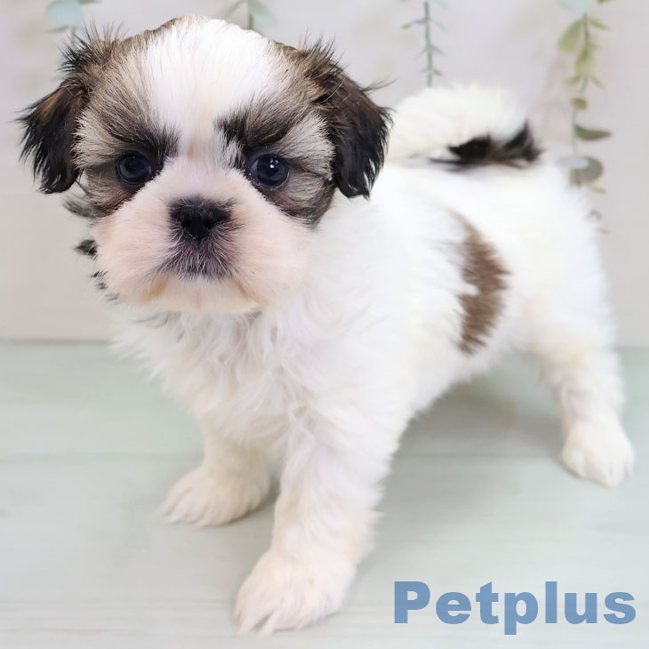 東京都のシーズー (ペットプラス アクアシティお台場店/2025年11月25日生まれ/女の子/ホワイトゴールド)の子犬の1枚目の画像