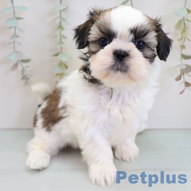 東京都のシーズー (ペットプラス アクアシティお台場店/2025年11月25日生まれ/女の子/ホワイトゴールド)の子犬の2枚目の画像