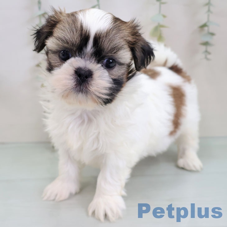 埼玉県のシーズー (ペットプラス ららぽーと新三郷店/2025年11月25日生まれ/女の子/ホワイトゴールド)の子犬の1枚目の画像